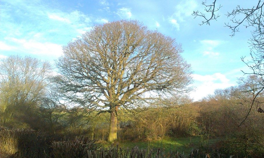Seeing the tree for the&nbsp;woods…