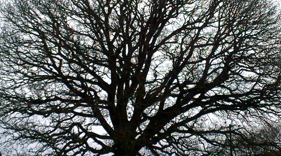 Tree time: February…