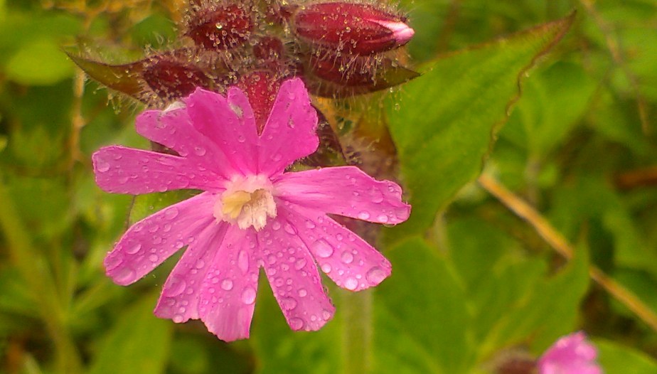 IMAG5515_BURST002_COVER