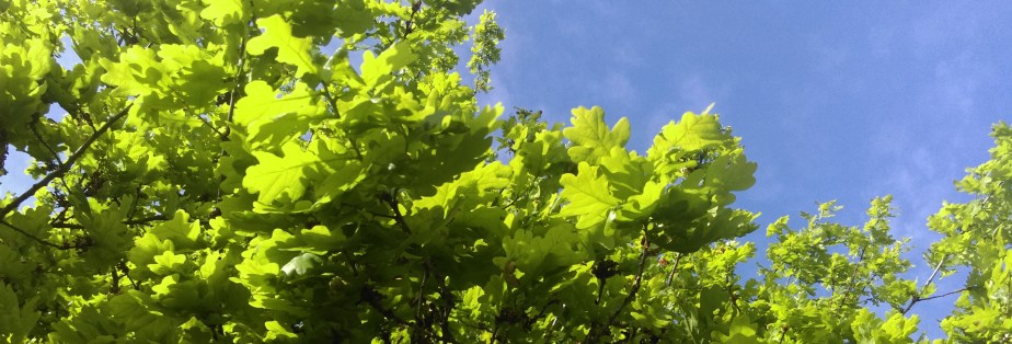 Green – everywhere I&nbsp;look…