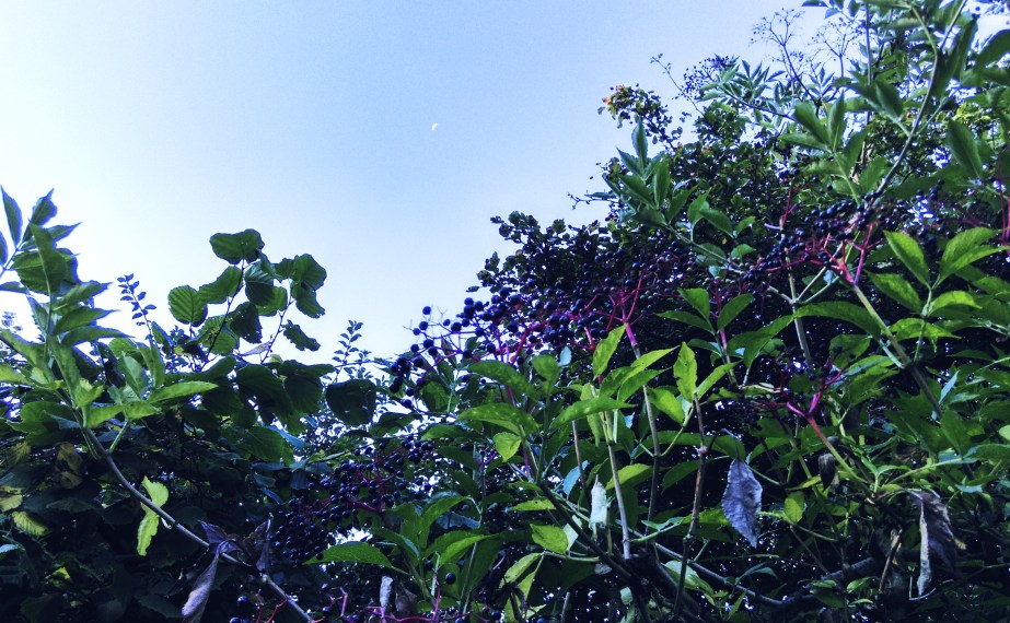 elderberries