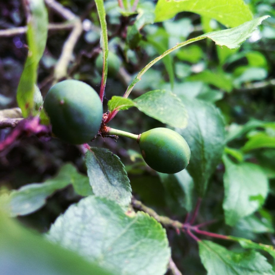 IMG_20170605_090108_20170609205926850